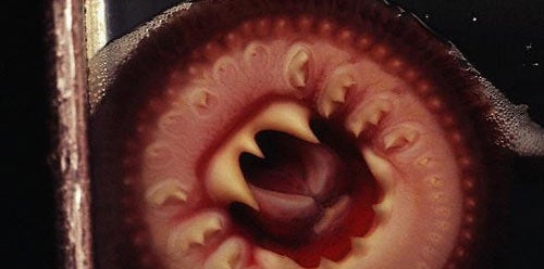 Fish that swims in penis Ebony booty milf softcore pictures